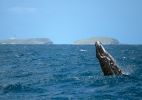 Dez melhores lugares do mundo para turismo de observação de baleias