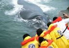 Baleias chegam ao litoral brasileiro para impressionar bilogos e turistas