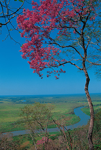 Pantanal (MT e MS)