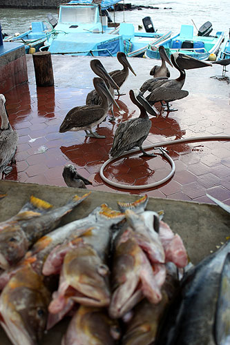 Mercado de Peixes