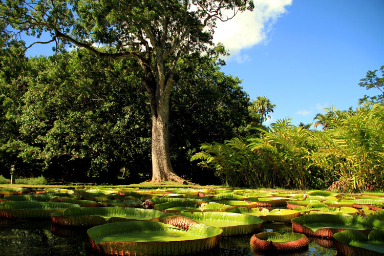 Botanic Garden