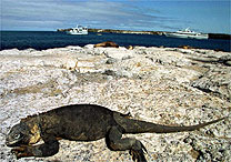 Iguana nas ilhas Galpagos