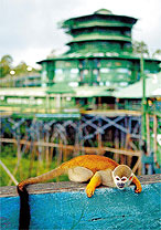 Macaco faz pose em cerca diante do hotel Aria Amazon Towers, a 60 km de Manaus