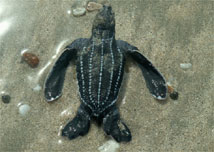 Tartaruga marinha costa-riquenha