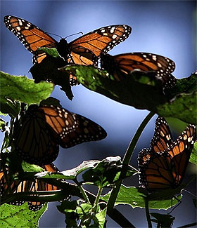 Borboletas monarca em reserva no Mxico declarada Patrimnio Mundial pela Unesco