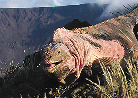Iguana-rosada das Galpagos; ilhas podem sofrer graves danos caso o turismo no seja controlado