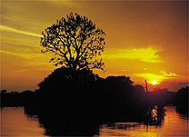 Pr-do-sol visto danascente do lago Mamirau 