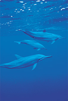 Golfinhos-rotadores no fundo do mar de Fernando de Noronha