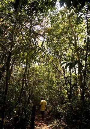 Aventure-se na floresta em Sobrevivência na Amazônia