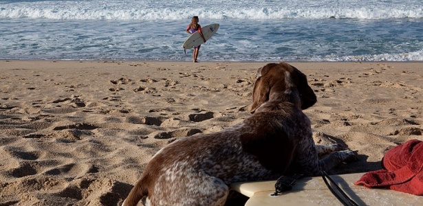 Cachorro observa surfista em Todos Santos, destino mexicano localizado na península Baja - Janet Jarman/The New York Times