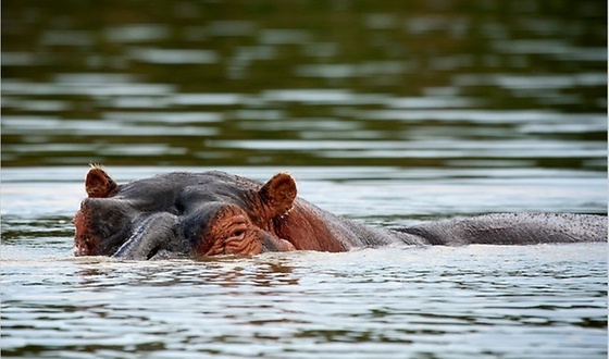 Resultado de imagem para peixes rodeando os hipopótamos