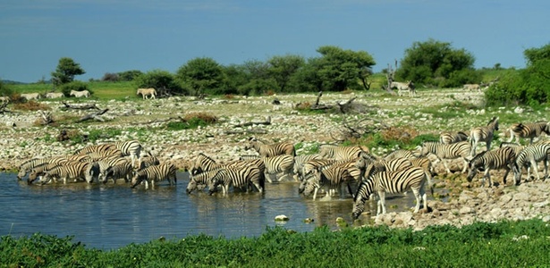 O Etosha National Park, no norte da Namíbia, abriga animais selvagens como as 45 mil zebras que habitam esse território verde africano com mais de 22 mil km²  - Eduardo Vessoni/UOL