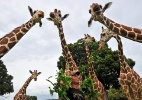 Ilha tropical das Filipinas abriga esquecida "savana africana" - AFP PHOTO/ TED ALJIBE