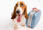 Passageiro deve estar atento às regras para transporte de animais em viagens - Thinkstock