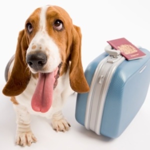Cão se preparar para viajar - Thinkstock